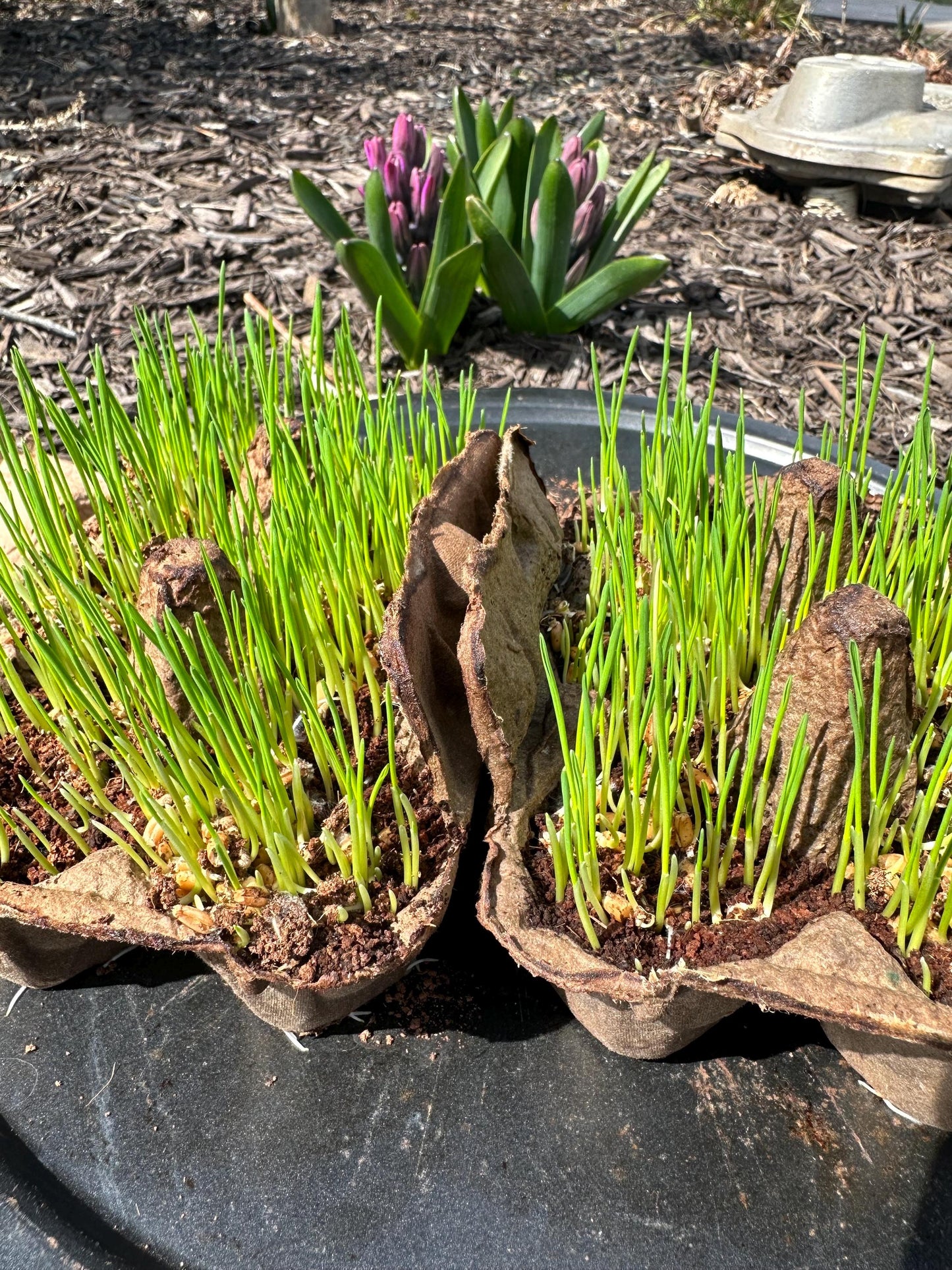 Organic & artificial dye free Easter egg coloring/dye kit with bonus Easter grass kit!