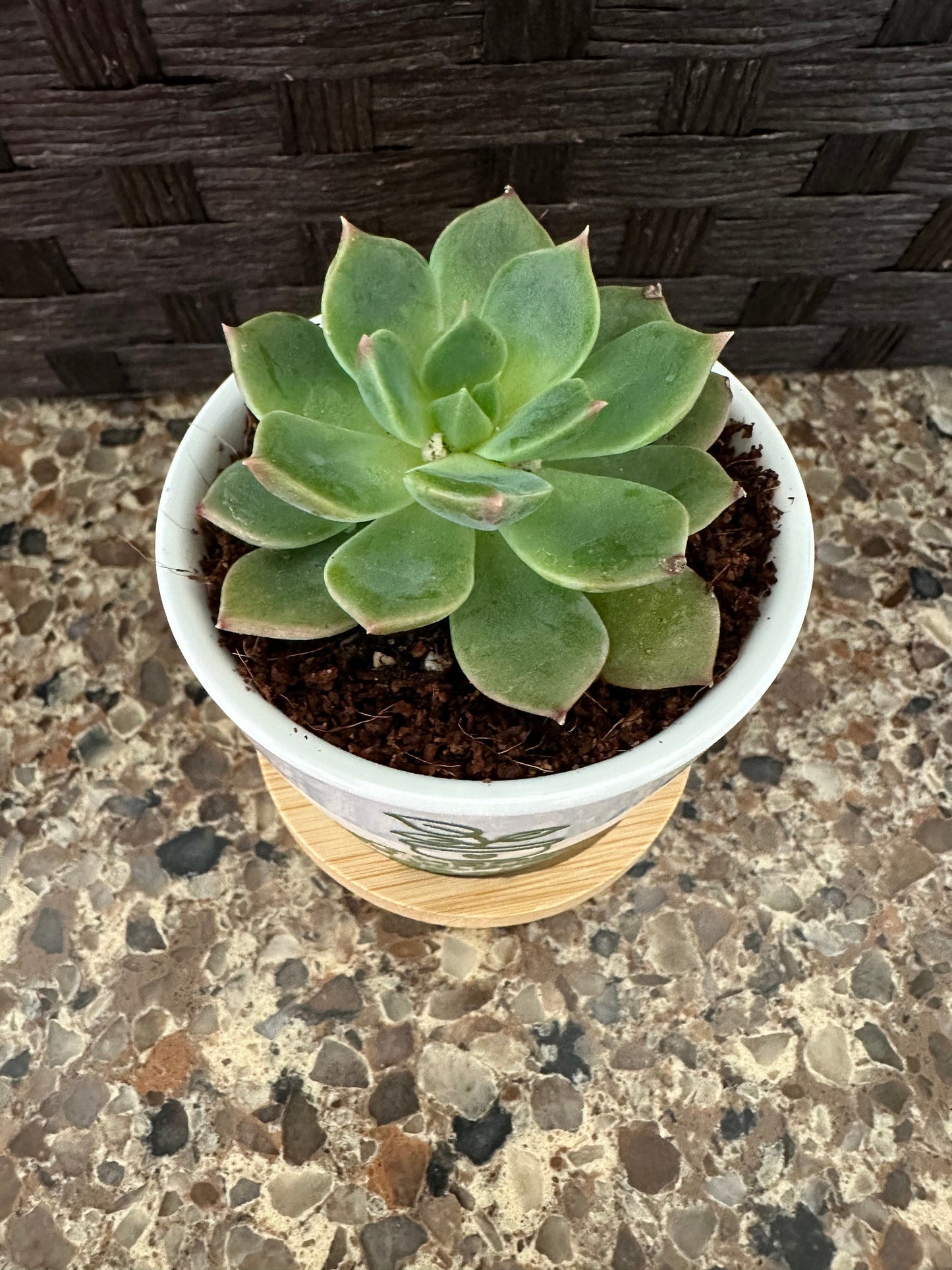 Teacher Appreciation/Thank you Mini Succulent Flower Pot