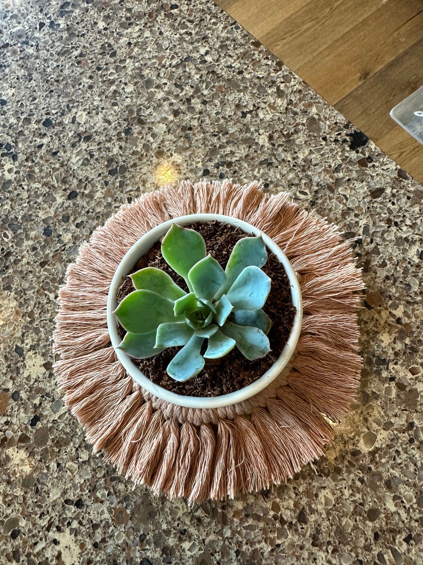 Mother's Day Succulent Flower Pot / Expecting Mother 2025 succulent flower pot