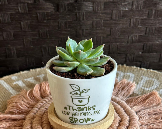 Teacher Appreciation/Thank you Mini Succulent Flower Pot